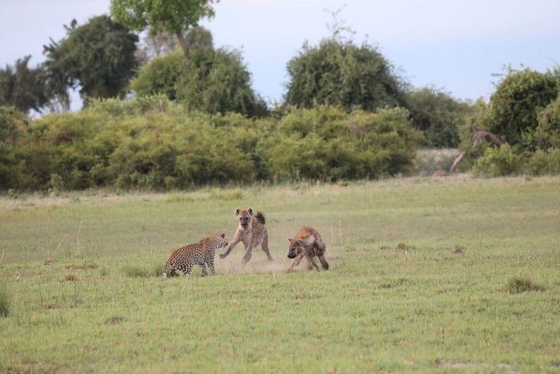 Great Plains Conservation – Botswana, Kenya & Zimbabwe