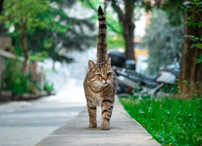 Greeting You With an Upright Tail
