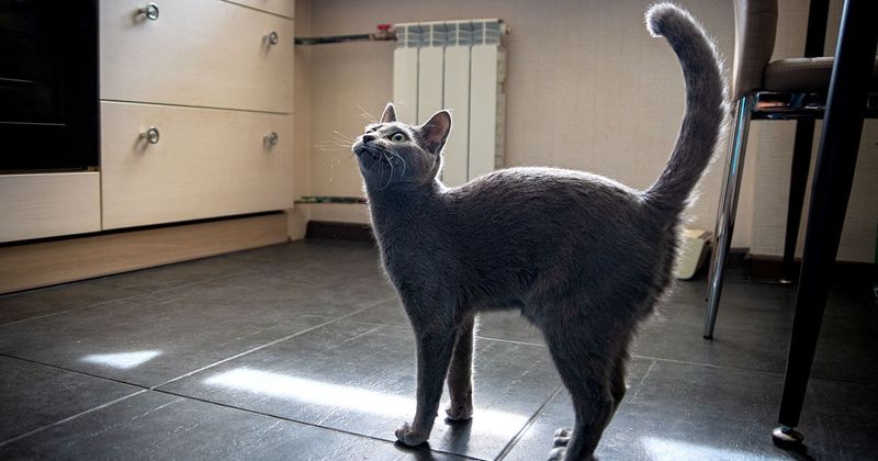 Greeting You at the Door