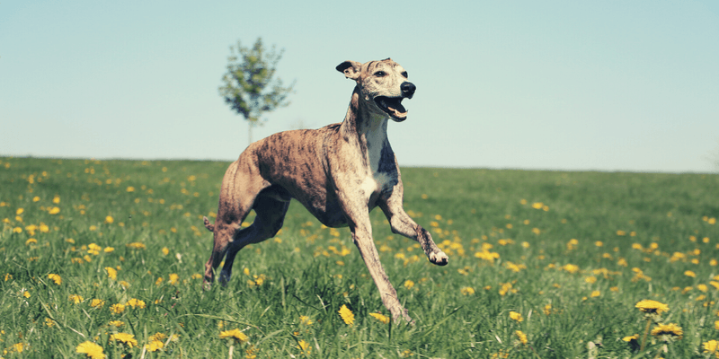 Greyhound