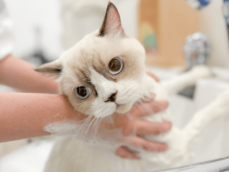 Groom Gently and Regularly
