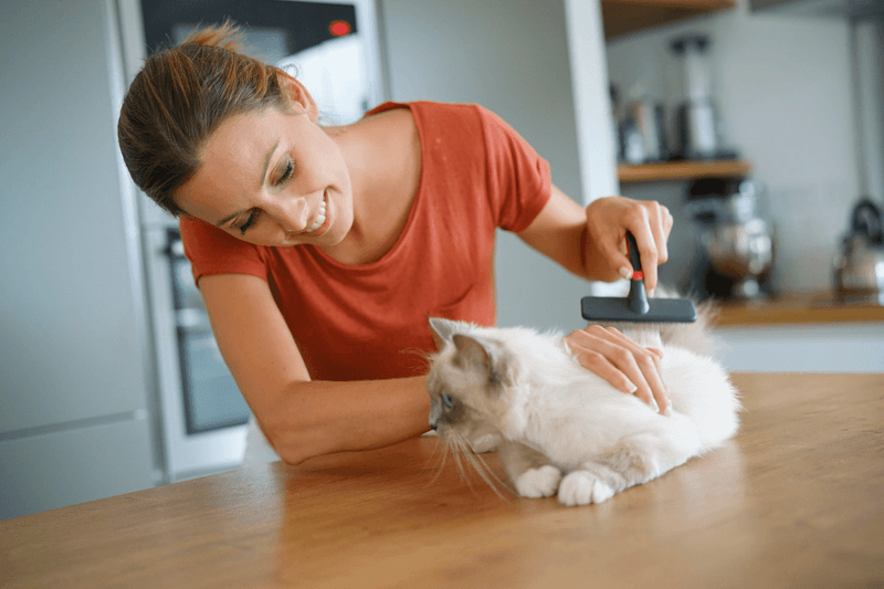 Groom Your Cat Regularly