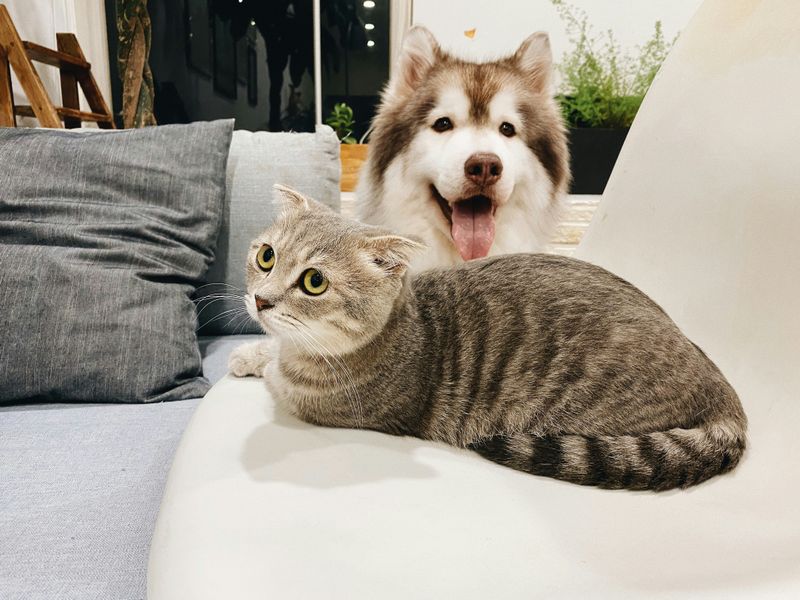 Groom Your Pets Together