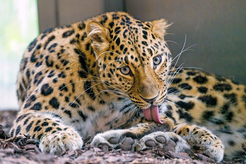 Grooming Habits