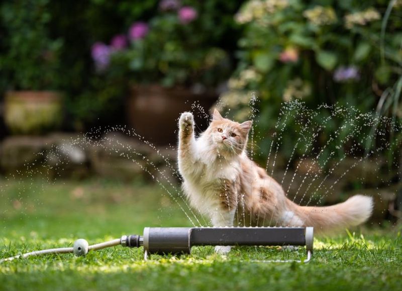 Grooming More Frequently