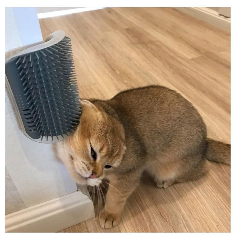 Grooming Tools