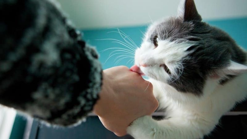 Grooming You (or Letting You Groom Them)
