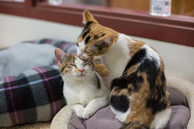 Grooming You or Other Household Pets