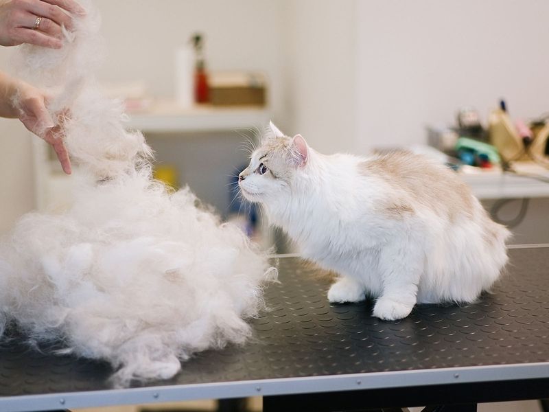 Grooming & Care