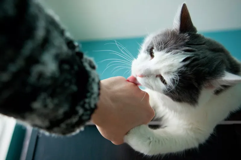 Grooming or Petting in Preferred Spots