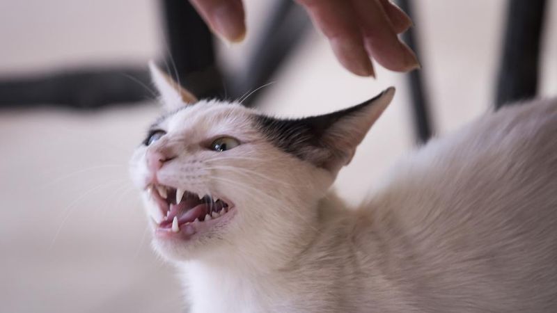 Growling, Hissing, or Spitting