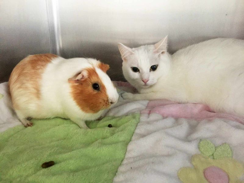 Guinea Pig