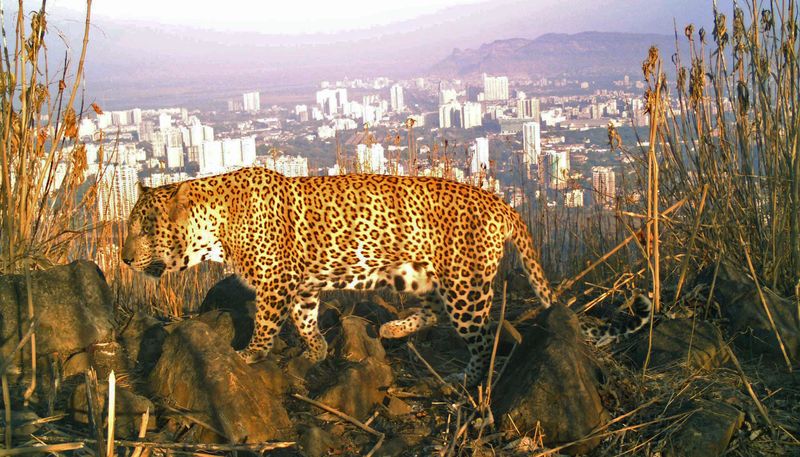 Habitat Adaptation in Sanjay Gandhi National Park