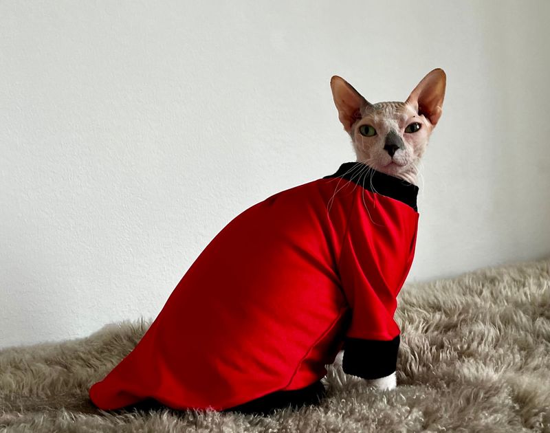 Hairless Breeds Need Sun Protection