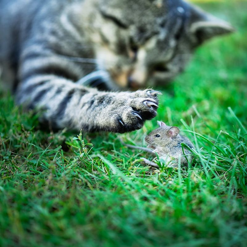 Hamsters Trigger Hunting Instincts