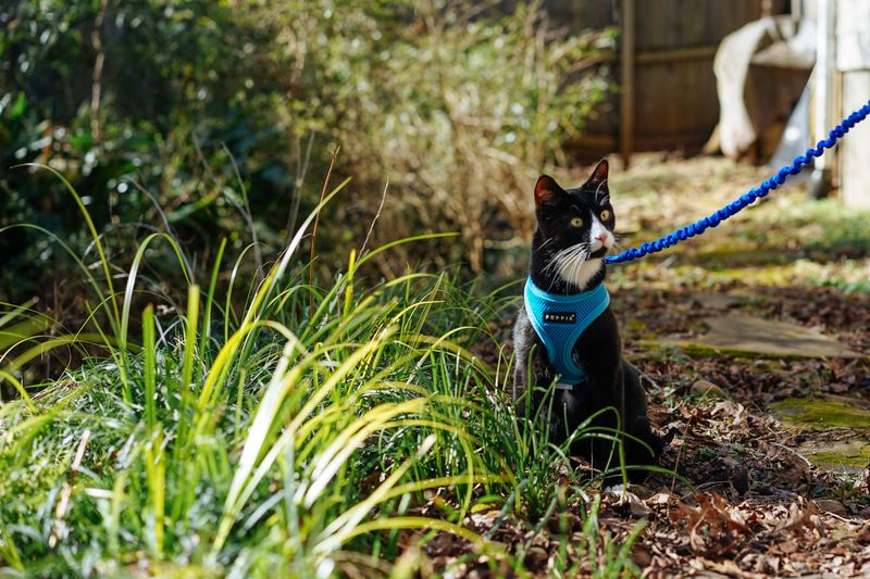 Harness Training for Adventure Cats