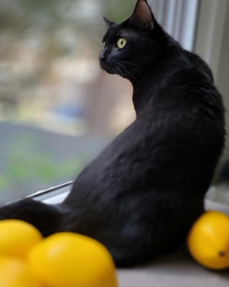 Hate: Citrus Nightmare