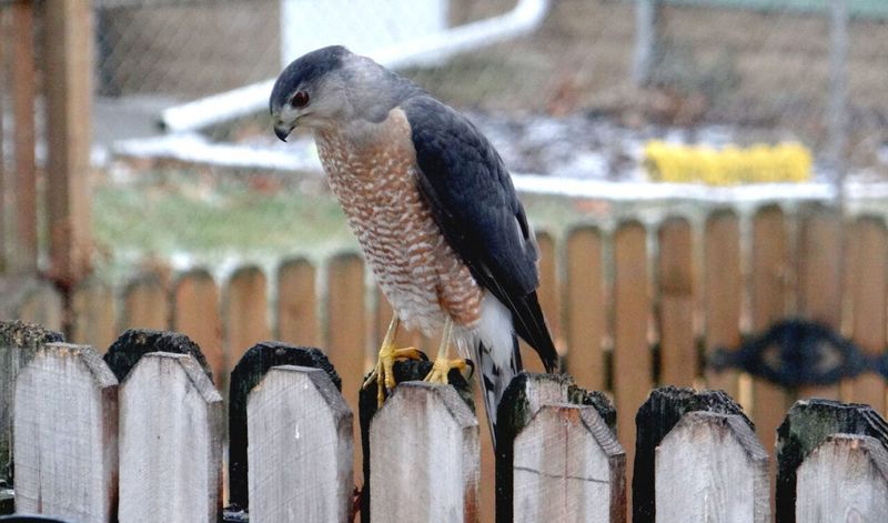 Hawks