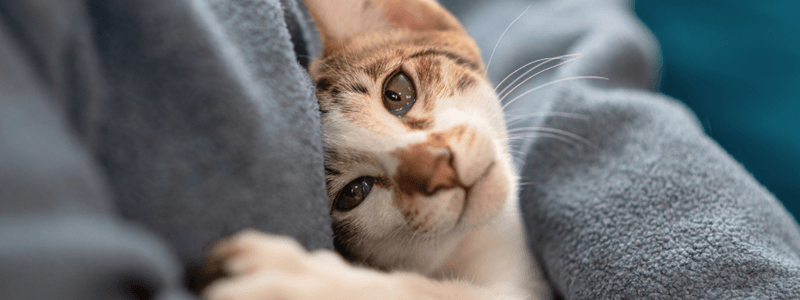 Head-Butting Affection