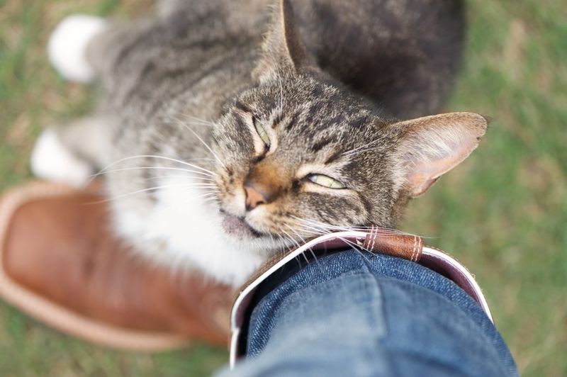 Head-Butting and Cheek Rubbing Against You
