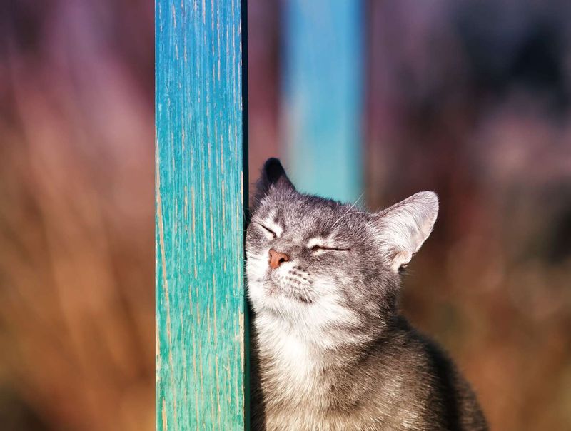 Head-Butting and Face Rubbing
