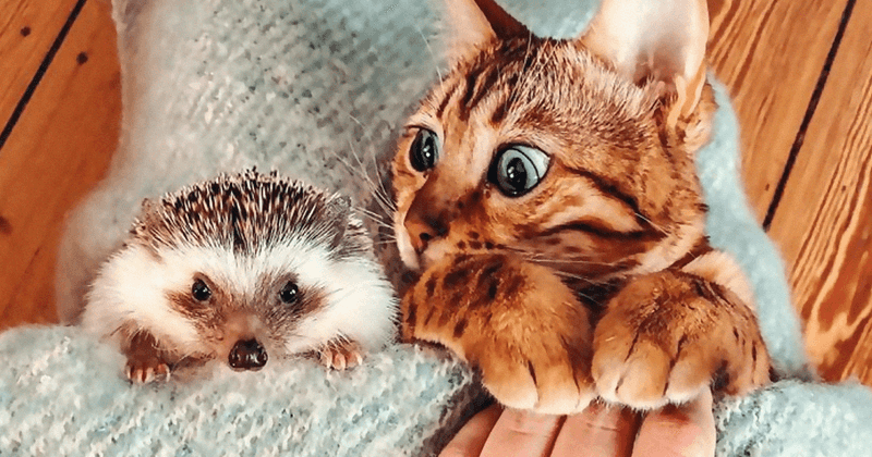 Hedgehogs Become Prickly Pals