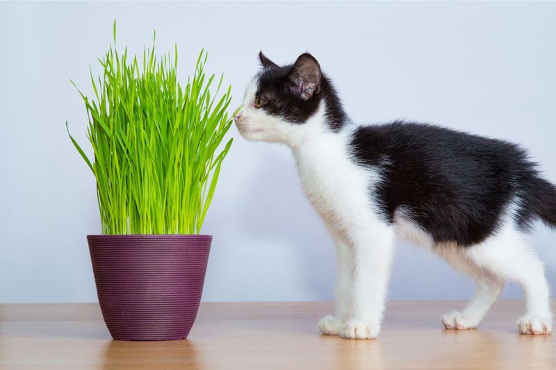 Herb Garden Exploration