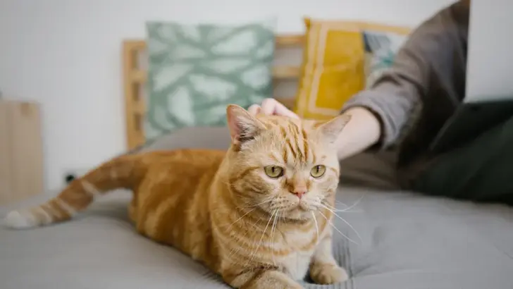 Senior Cats and Bathroom Troubles: What Every Cat Owner Should Know About Feline Incontinence
