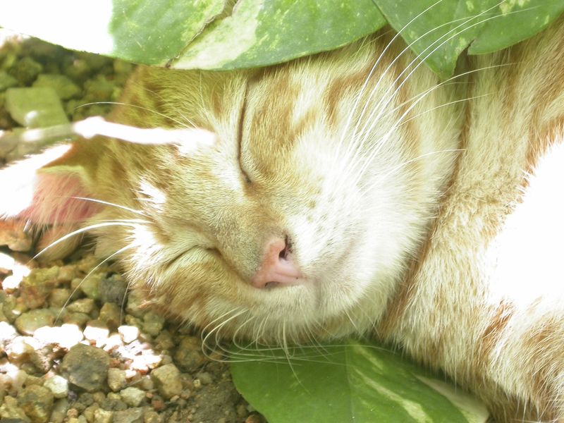 Hidden Resting Spots: Secret Napping Locations