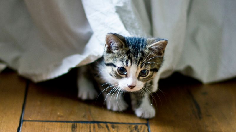 Hide Under Furniture