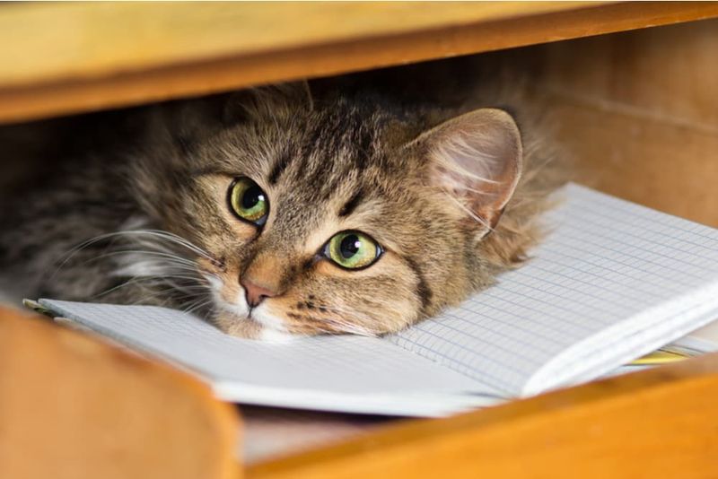 Hiding Under Furniture for Extended Periods