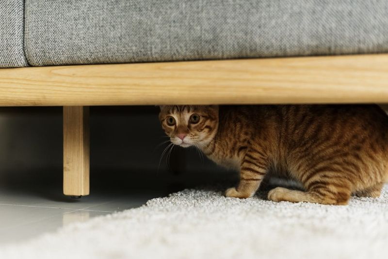 Hiding or Avoidance