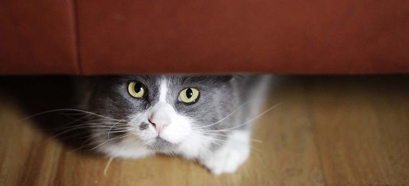 Hiding or Avoiding Interaction