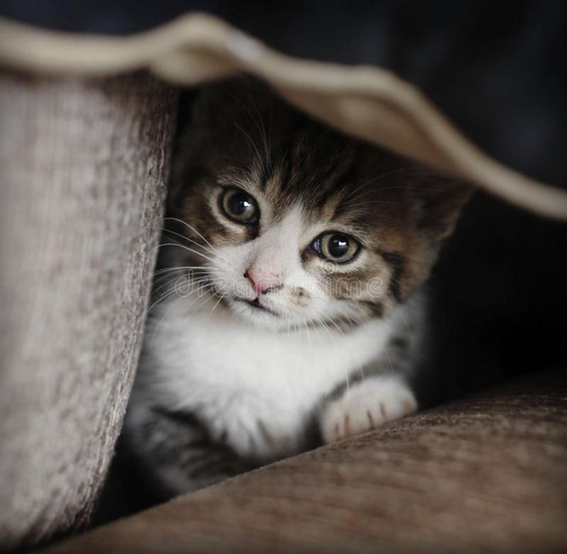 Hiding or Retreating