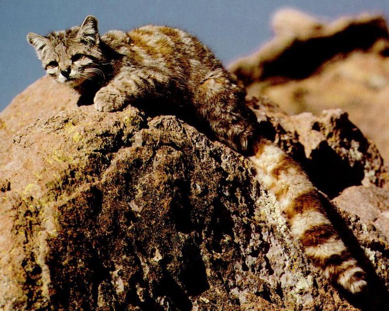 High-Altitude Habitat