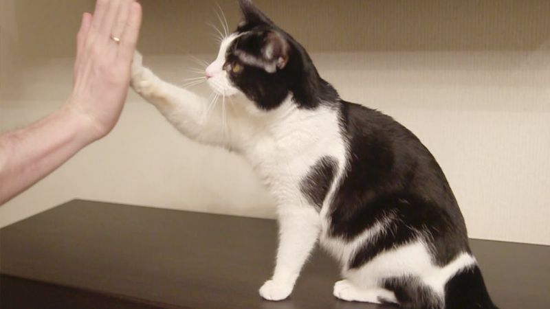 High Five