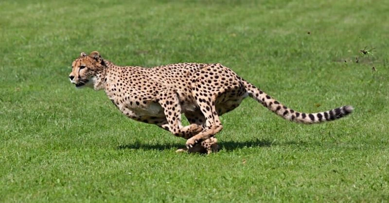 High-Speed Sprinting (Cheetahs)