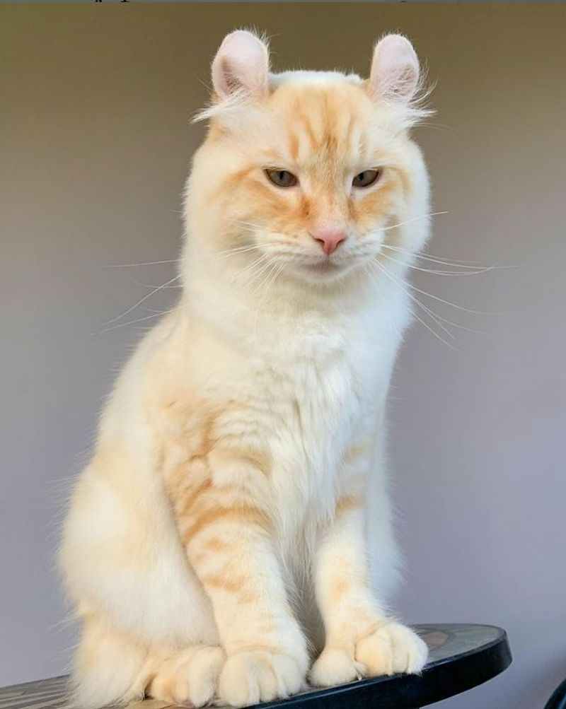 Highland Lynx