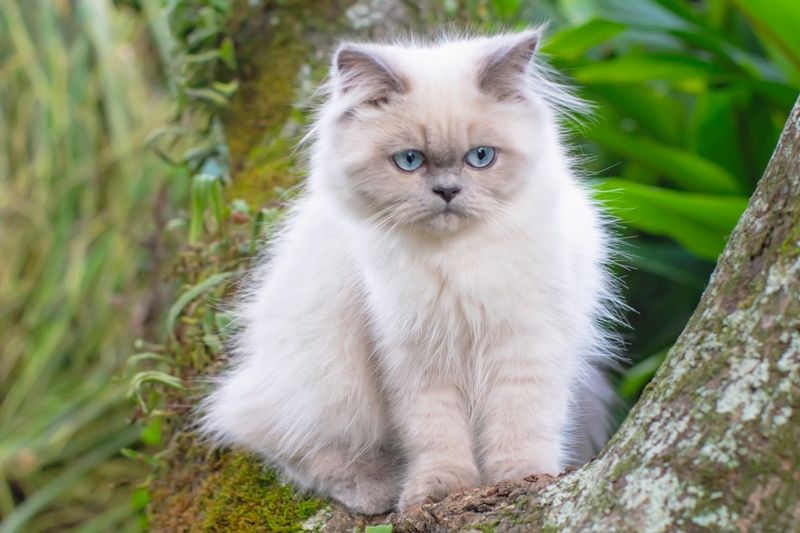 Himalayan