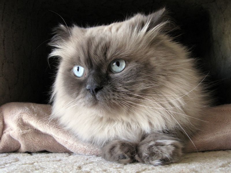 Himalayan