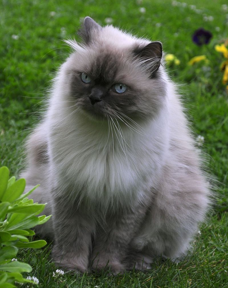 Himalayan