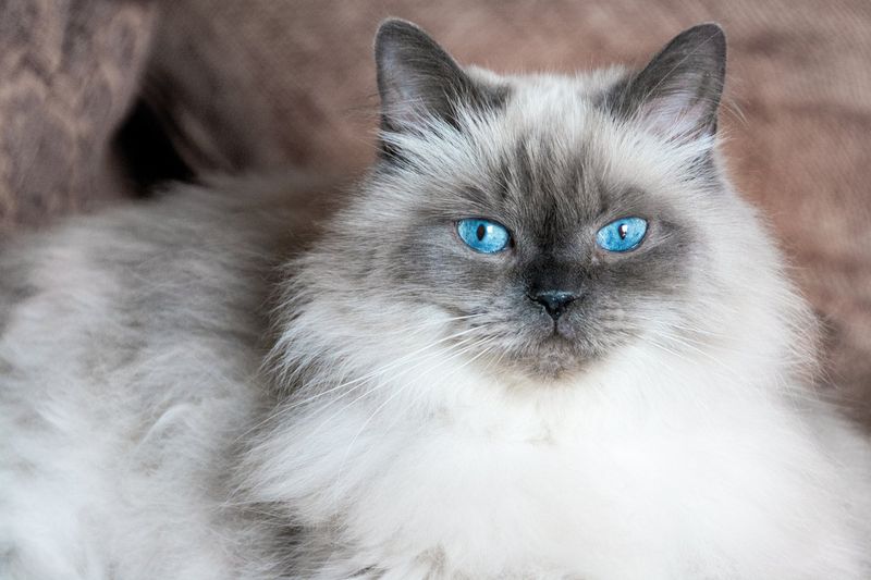 Himalayan