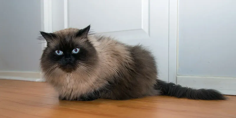 Himalayan