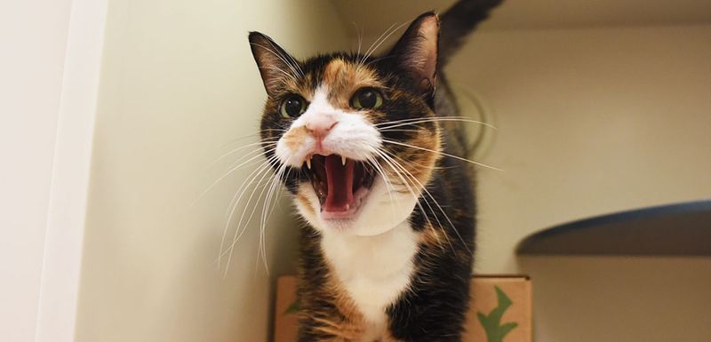 Hissing or Growling