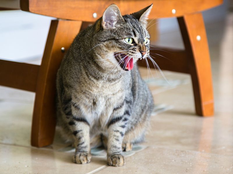 Hissing