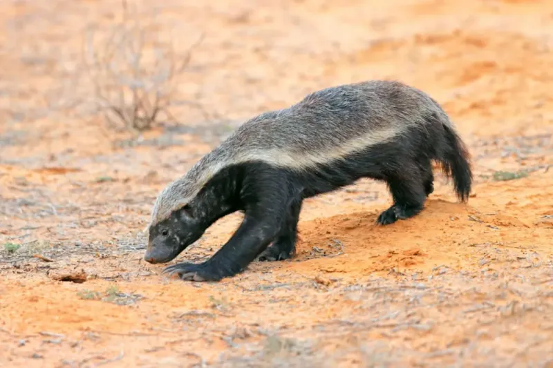 Honey Badgers