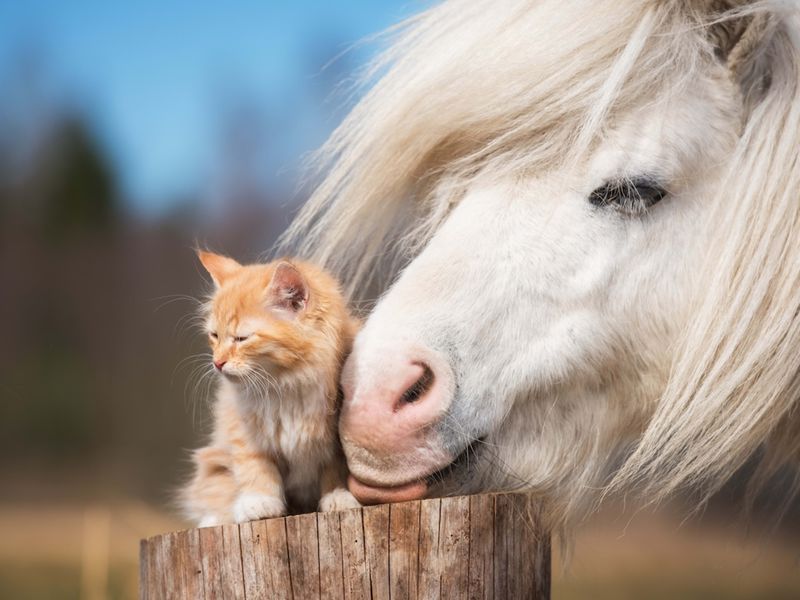 Horses