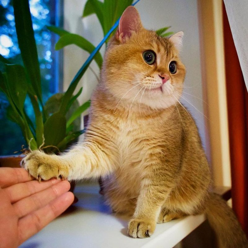 Hosico Cat (@hosico_cat)