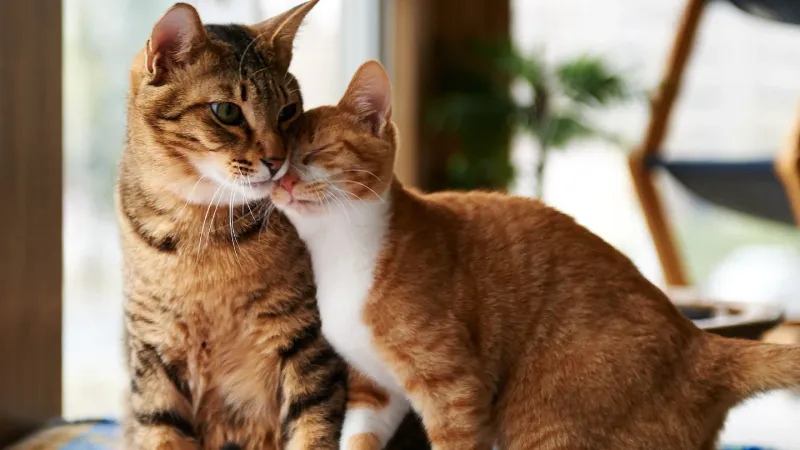 How does your current cat feel about other felines?