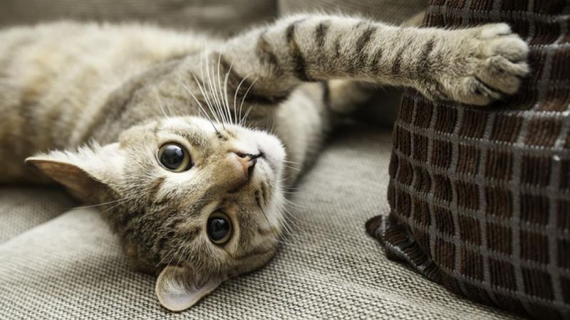 Human Skincare Products Are Not Cat-Friendly